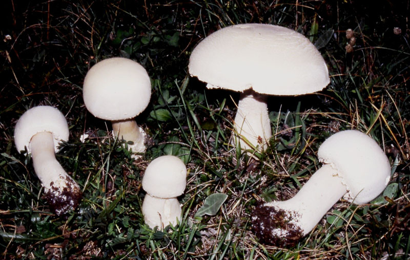 un MIX   per gli appassionati del Genere Agaricus